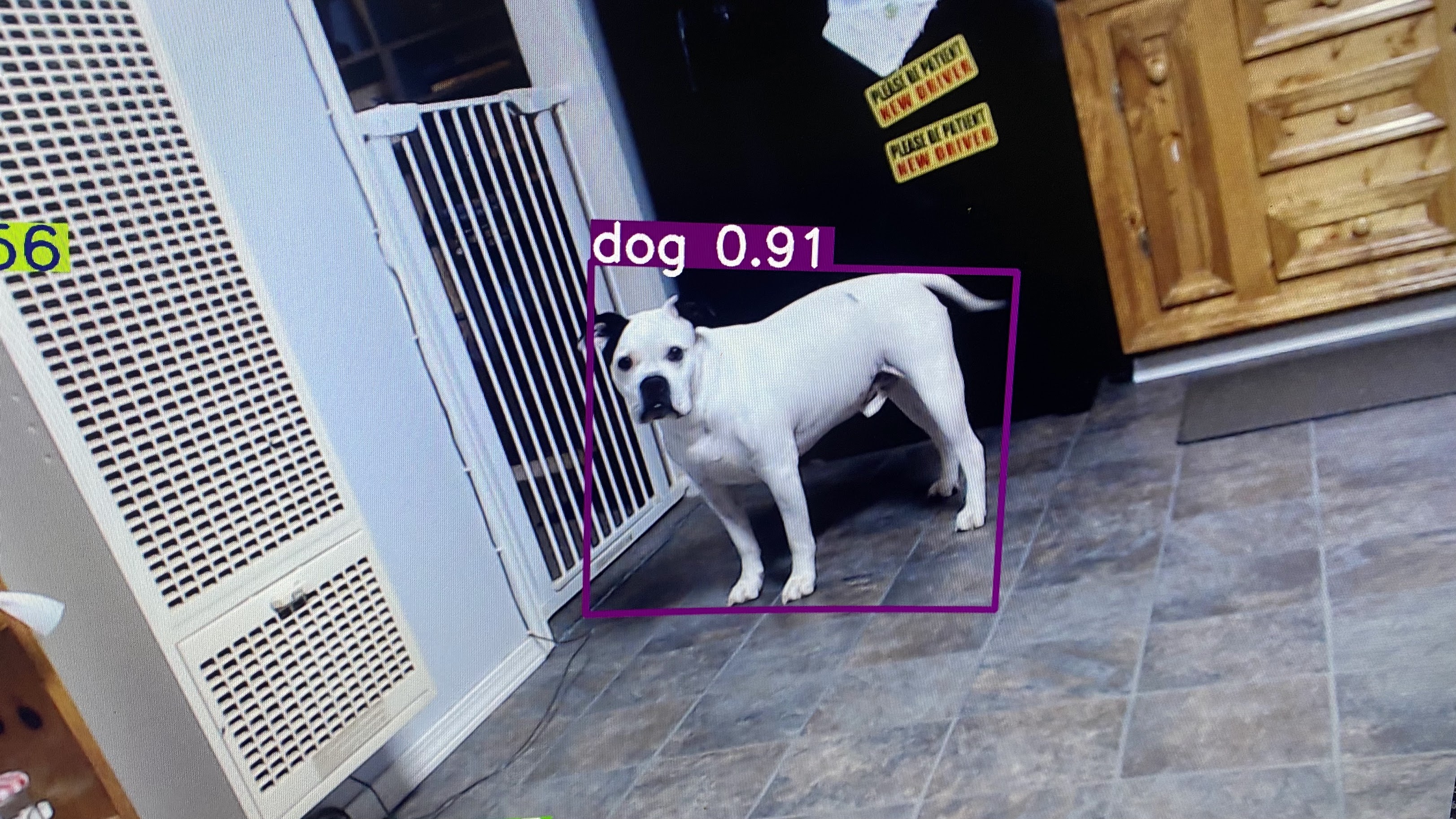 YOLOv8 inference on the Jetson Orin Nano Super — a dog identified at 0.91 confidence in an indoor scene, drawn as a magenta bounding box over the live camera feed